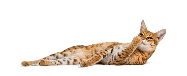 Savannah Cat Lying Isolated White — Zdjęcie stockowe