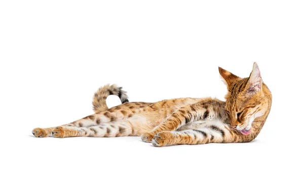 Savannah Cat Lying Isolated White — 스톡 사진