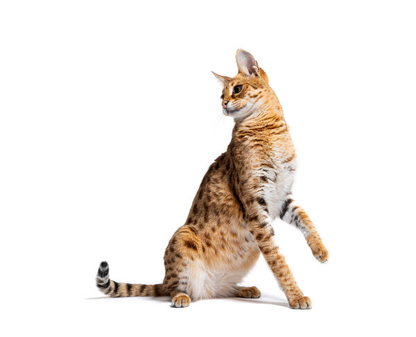 Savannah F1 catsitting and playing, Isolated on white