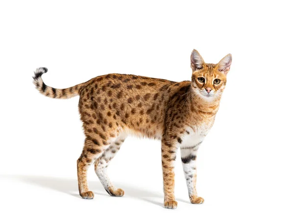 Savannah Cat Standing Looking Camera Isolated White — 스톡 사진