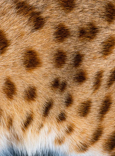 Close Savannah Cat Spotted Fur — Stockfoto