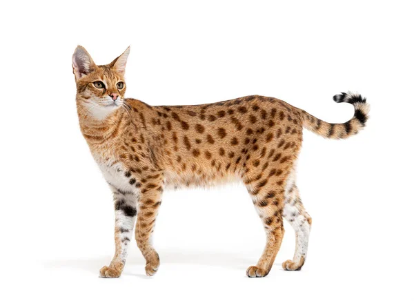 Side View Savannah Cat Hybrid Cat Cross Serval Domestic Cat — Stockfoto