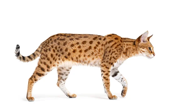 Profile Savannah Cat Walking Cross Serval Domestic Cat Isolated White — 스톡 사진