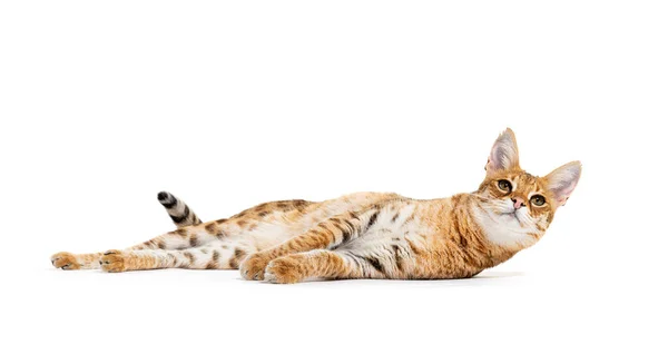 แมว Savannah นอนลง แยกต วบนส ขาว — ภาพถ่ายสต็อก
