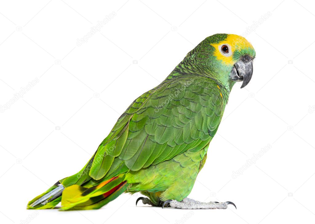 Blue-fronted parrot, Amazona aestiva, Isolated on white