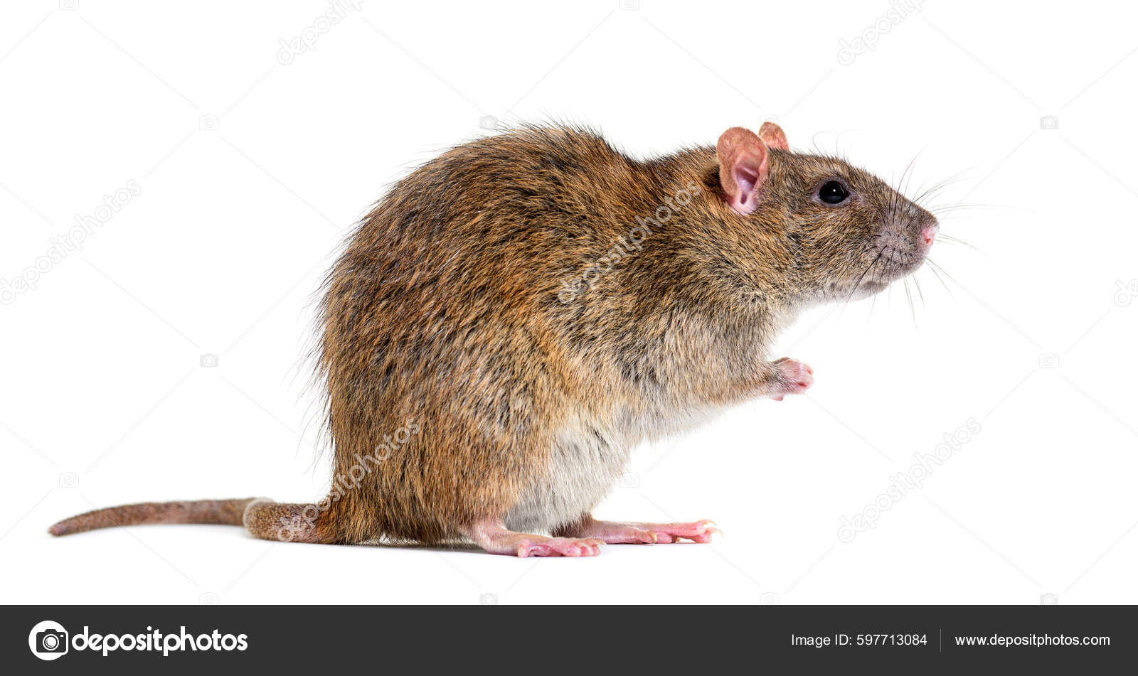 Wharf rat Stock Photos, Royalty Free Wharf rat Images | Depositphotos Wharf rat Stock Photos, Royalty Free Wharf rat Images | Depositphotos