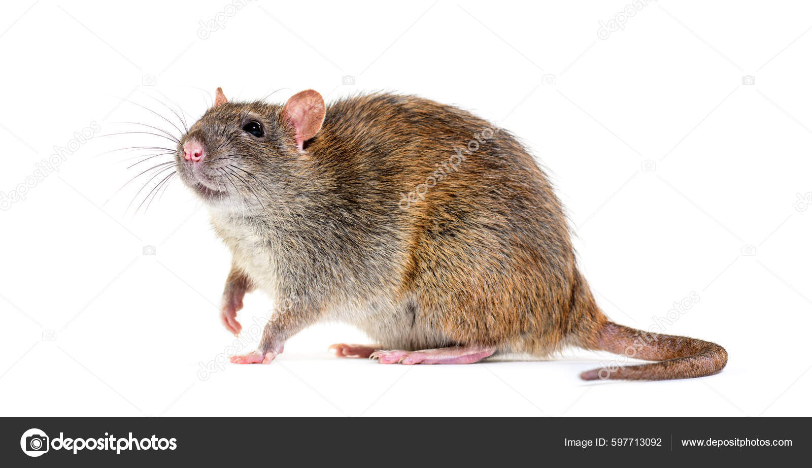 Wharf rat Stock Photos, Royalty Free Wharf rat Images | Depositphotos Wharf rat Stock Photos, Royalty Free Wharf rat Images | Depositphotos