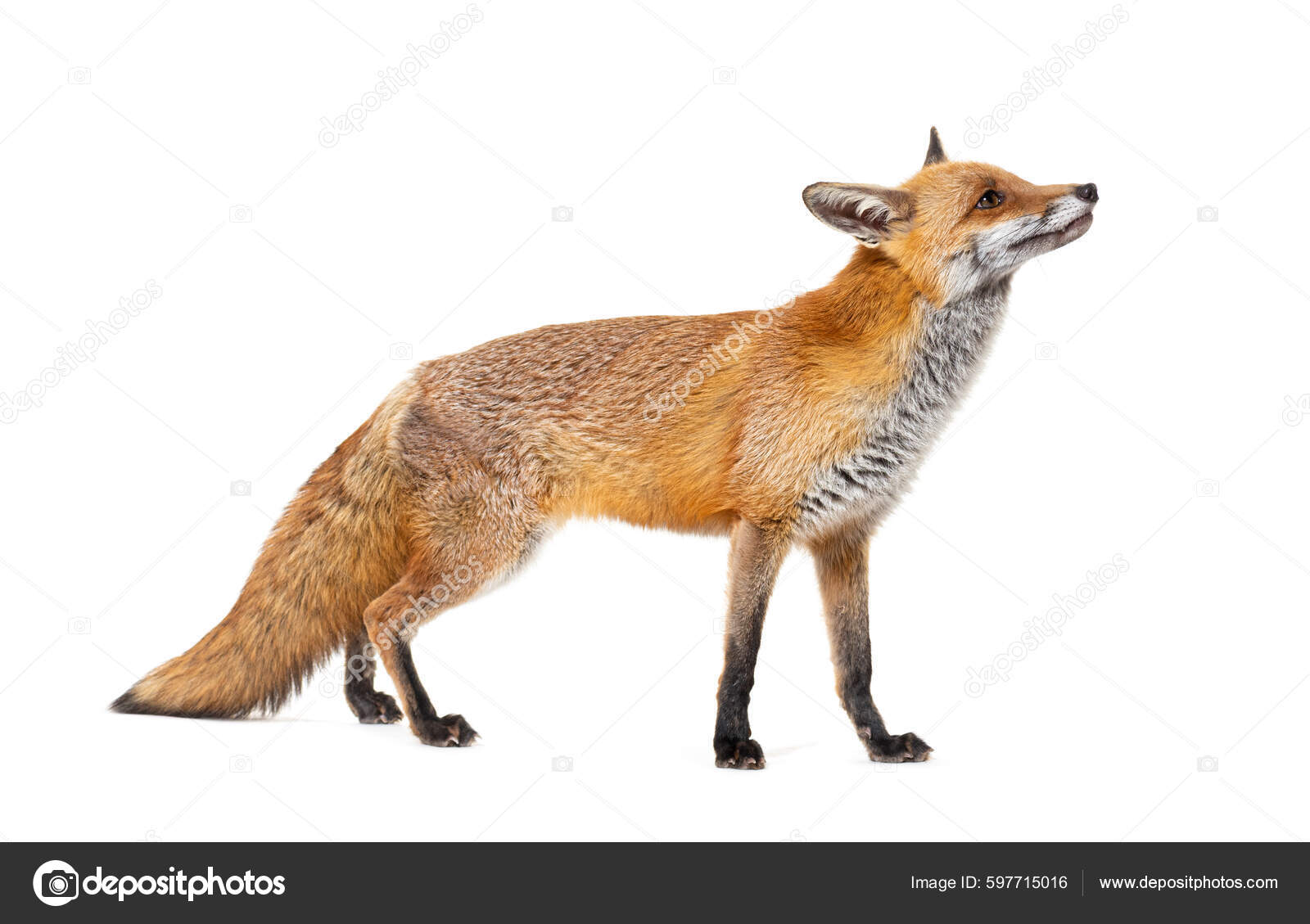 Side View Red Fox Looking Two Years Old Isolated White Stock Photo by  ©lifeonwhite 597715016