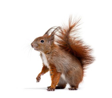 Eurasian red squirrel looking at the camera, sciurus vulgaris, one year old, isolated on white