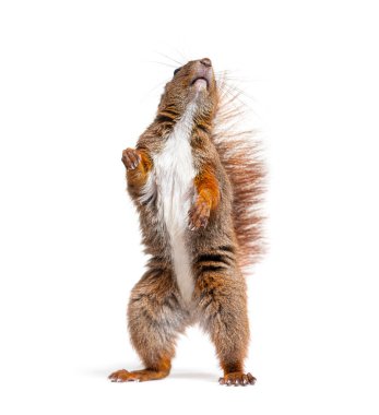 Eurasian red squirrel on hind legs looking up, sciurus vulgaris, isolated on white