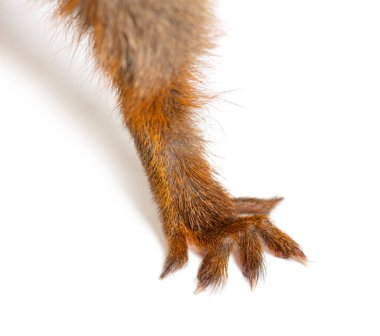 Close-up of the hand and fingers of a Eurasian red squirrel, sciurus vulgaris, one year old, isolated on white