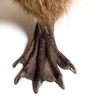 Close-up of the webbed feet of a Nutria or Coypu, Myocastor coypus, isolated on white