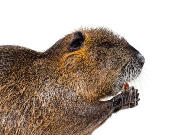 head shot Side view of a Nutria or Coypu, Myocastor coypus, isolated on white