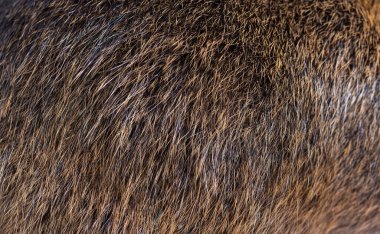 Macro of Coypu hair