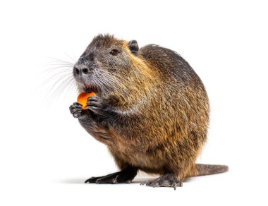 Coypu eating a carrot On its hind legs, Myocastor coypus, isolated on white