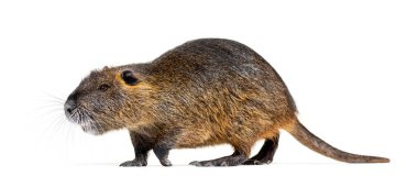 Side view of a Coypu walking, Myocastor coypus, isolated on white