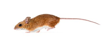 wood mouse fleeing, running away, Apodemus sylvaticus, isolated on white