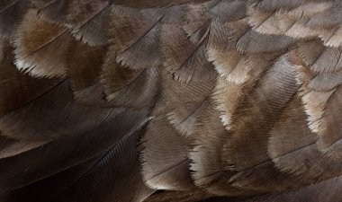 Macro of common buzzard, Buteo buteo feathers