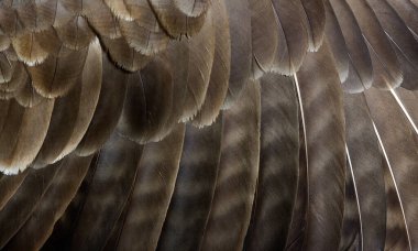 Macro of common buzzard, Buteo buteo feathers
