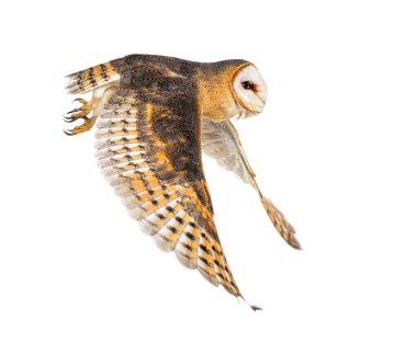 Side view of a Barn Owl, nocturnal bird of prey, flying wings spread, Tyto alba, isolated on withe