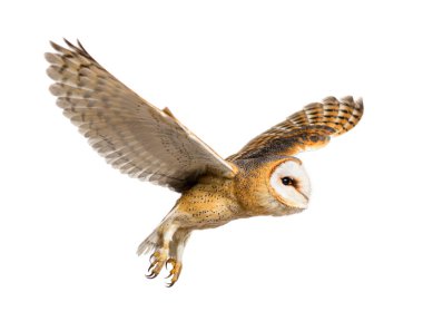 Side view of a Barn Owl, nocturnal bird of prey, flying wings spread, Tyto alba, isolated on withe