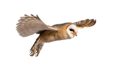 Side view of a Barn Owl, nocturnal bird of prey, flying wings spread, Tyto alba, isolated on withe
