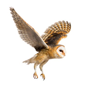 Side view of a Barn Owl, nocturnal bird of prey, flying wings spread, Tyto alba, isolated on withe