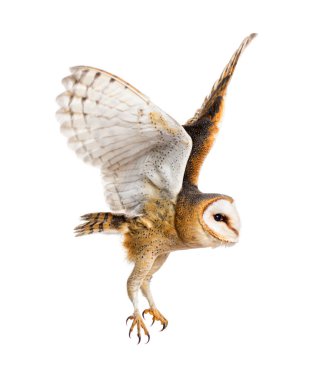 Side view of a Barn Owl, nocturnal bird of prey, flying wings spread, Tyto alba, isolated on withe