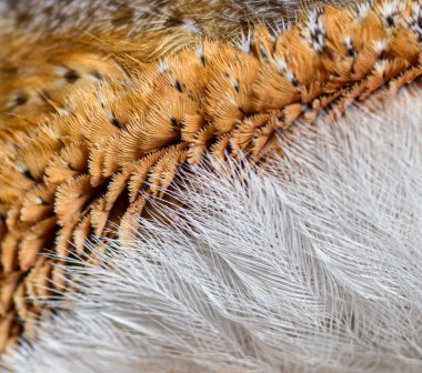 Small feathers around Eye of the nocturnal bird of prey Barn Owl, Tyto alba