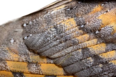 Close-up on the feathers of a nocturnal bird of prey, Barn Owl, Tyto alba, isolated on wite