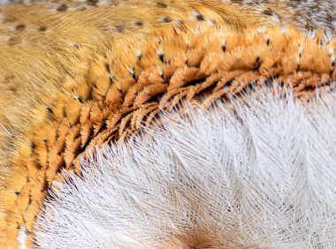 Small feathers around Eye of the nocturnal bird of prey Barn Owl, Tyto alba