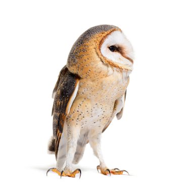 Barn Owl looking away, Tyto alba, standing, isolated on white