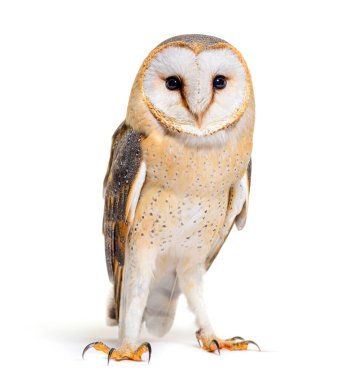 Barn Owl facing at the camera, Tyto alba, standing, isolated on white