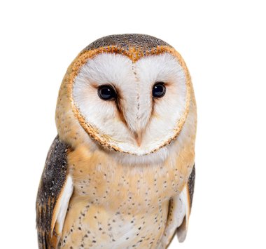 close up on a Barn Owl head, Tyto alba, isolated on white