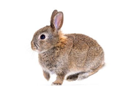 Side view of a Young bunny European rabbit, jumping