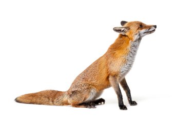 Side view of a Red fox looking up, two years old, isolated on white