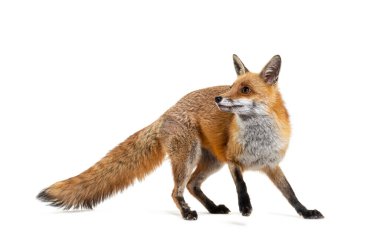 Red fox turning around, two years old, isolated on white