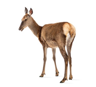 rear view on a doe, red deer female, looking at the camera