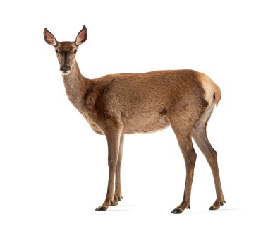 Side view of a doe looking at the camera, Female red deer, isolated on white
