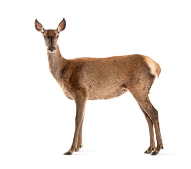 Side view of a doe looking at the camera, Female red deer, isolated on white