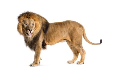 Side view of a Male adult lion looking back sticking the tongue out, isolated on white