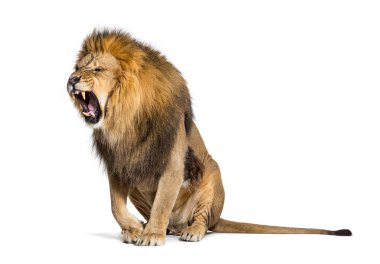 Sitting Lion, roaring and showing his fangs aggressively, Panthera leo, isolated on white