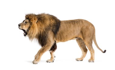 Walking Lion, roaring and showing his fangs aggressively, Panthera leo, isolated on white