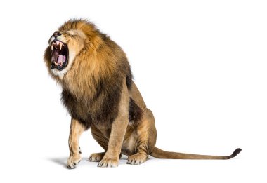 Sitting Lion, roaring and showing his teeth aggressively, Panthera leo, isolated on white