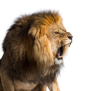 Male adult lion roaring and showing his canines aggressively, Panthera leo, isolated on white