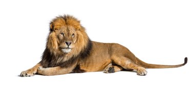 Male adult lion lying down, Panthera leo, isolated on white