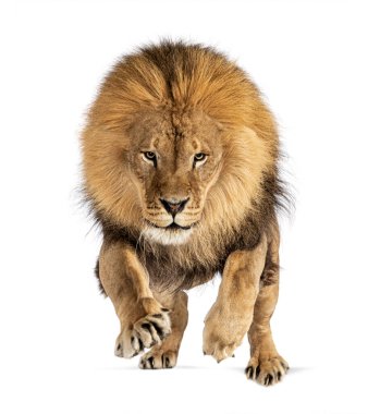 Front view of a Male adult lion jumping on the camera, isolated on white