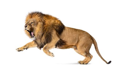 Male adult lion, Panthera leo, leaping mouth open, isolated on white clipart