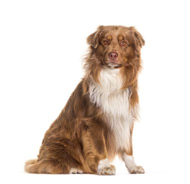 Australian shepherd, sitting, isolated on white