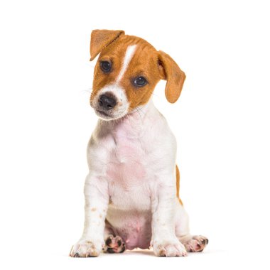 Sitting Jack russel puppy nine weeks old looking at camera, isolated on white